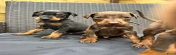 Dobermann dogs for sale: Beautiful family dobermans * 3 pups left * - Advert 8