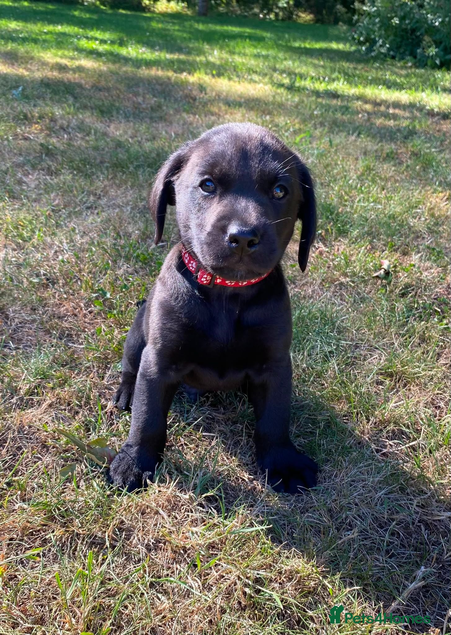 Labrador Retriever dogs *Working Black Labrador Puppy* Health Tested Small - Advert 16