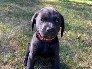 Labrador Retriever dogs *Working Black Labrador Puppy* Health Tested Small - Advert 16