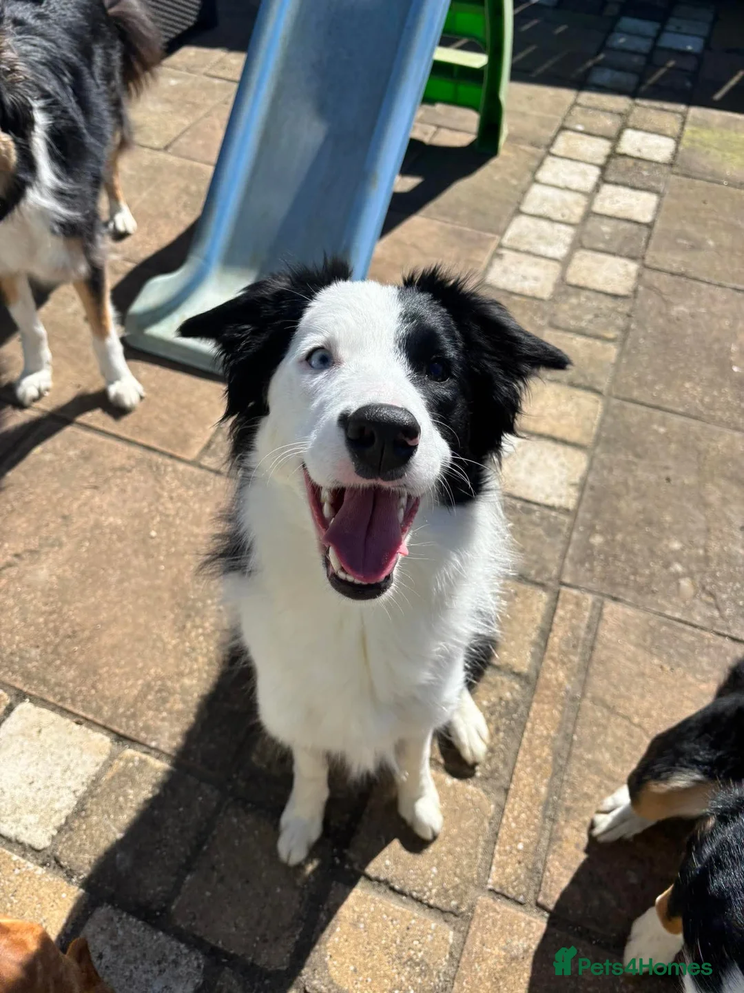 Border Collie dogs for sale: Callie needs a new home  - Advert 33