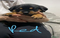 Rottweiler dogs for sale: Kc rottweiler puppies  - Image 3