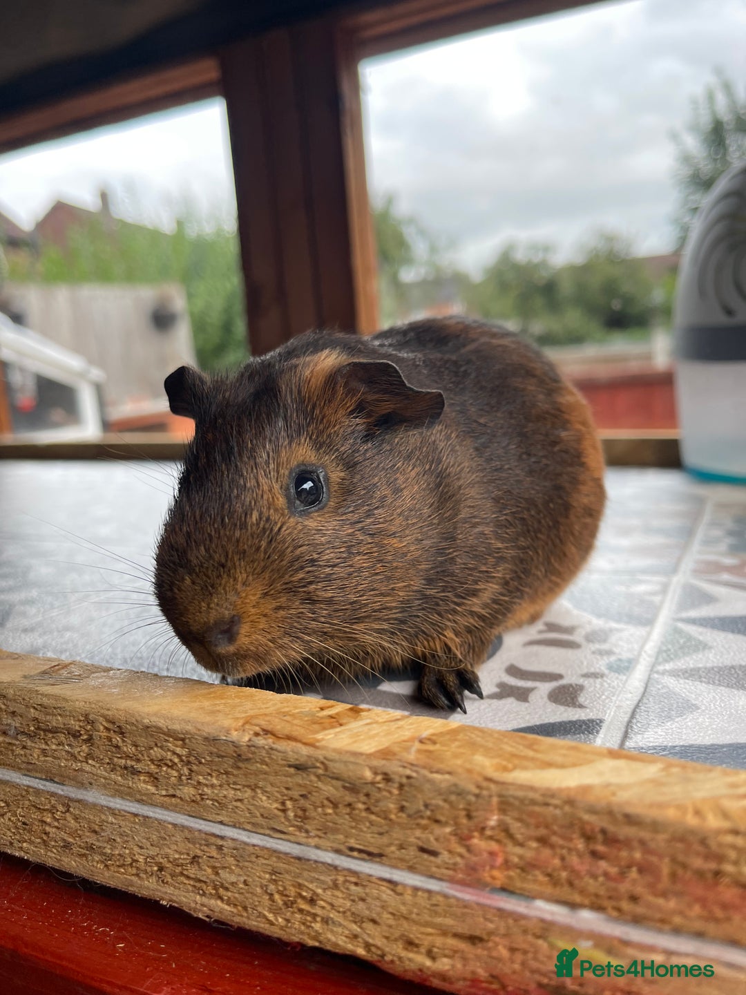 Guinea Pig rodents for sale: 2 Baby Guinea Pigs Looking For Homes in Wigan - Image 8