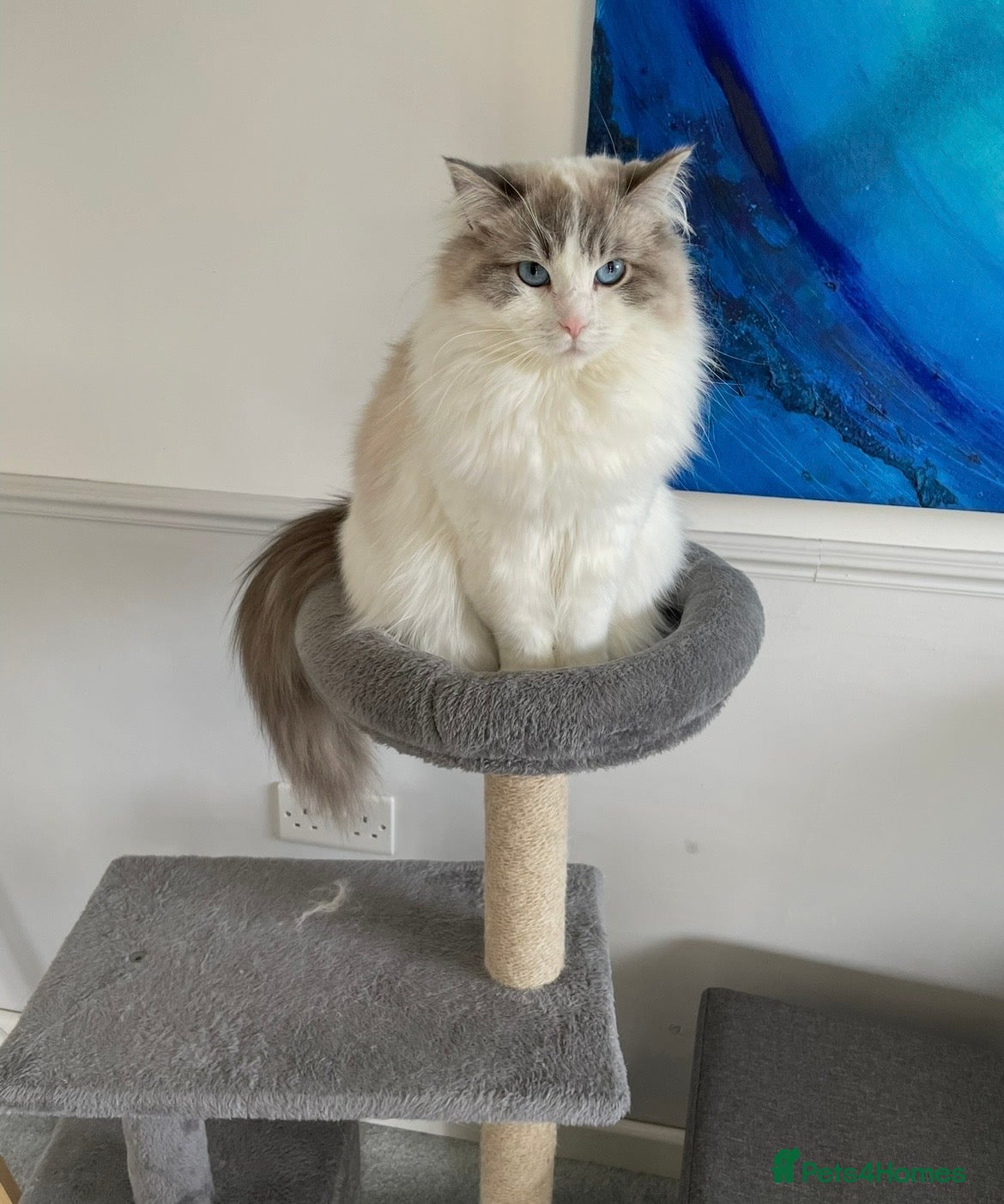 Ragdoll cats 2 Beautiful Ragdoll siblings for re-homing  - Advert 1