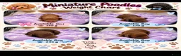 Miniature Poodle dogs for sale: Kc mini poodle fully health genetic  - Advert 3