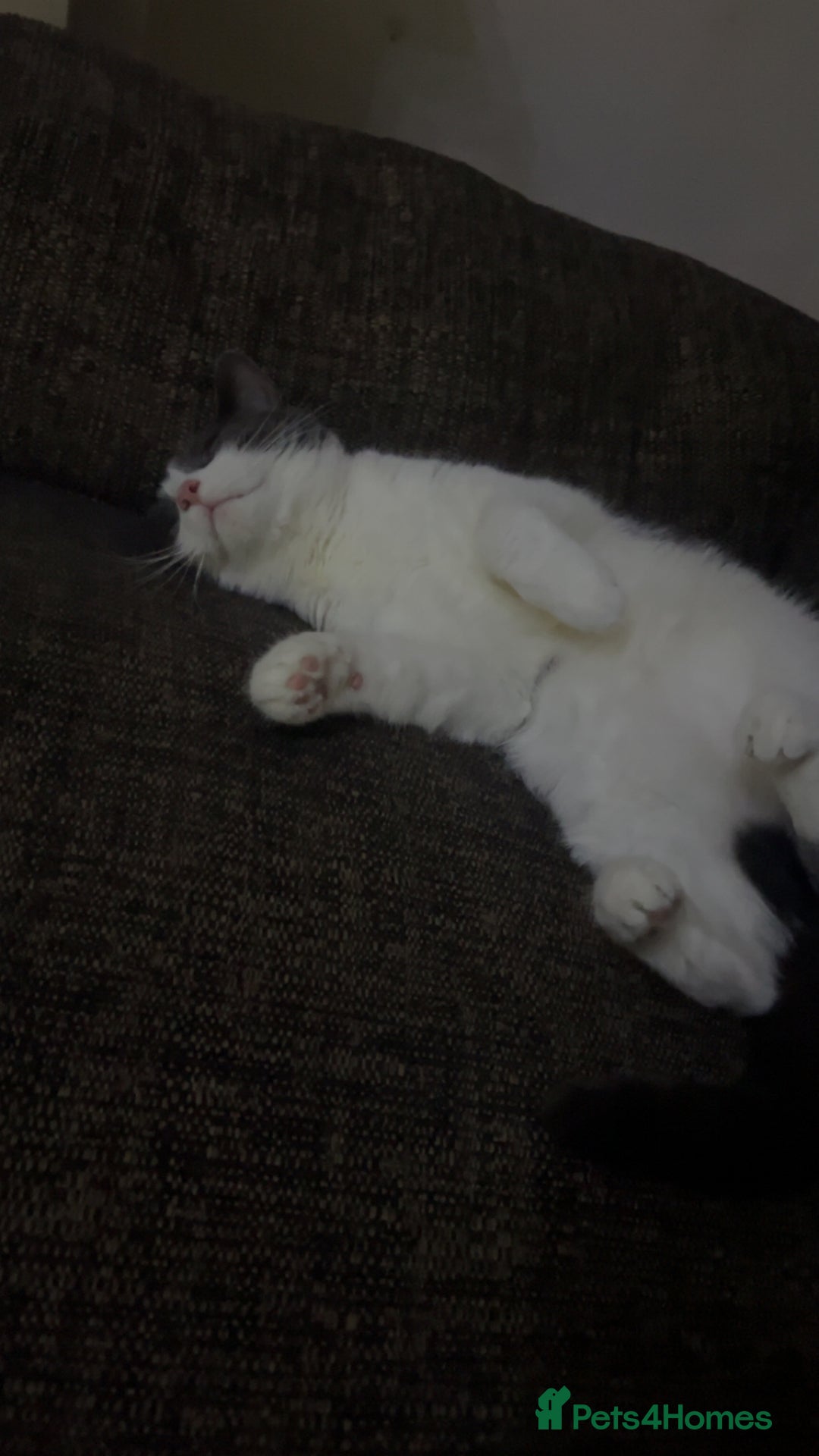 Mixed Breed cats for sale: Kitten for sale  - Advert 11