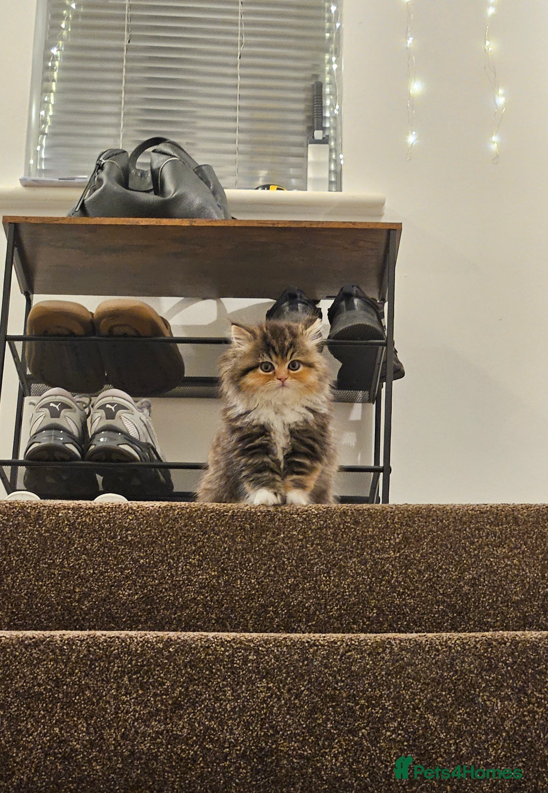 Persian cats for sale: Rare and Stunning Persian Girl  - Advert 10