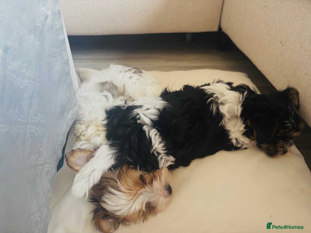 Yorkshire Terrier dogs for sale: ❤️ Beautiful merle Yorkshire terrier ready now❤️ - Image 17