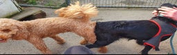 Miniature Poodle dogs for stud: Red Miniature Poodle Stud package Available  in Southampton - Advert 12