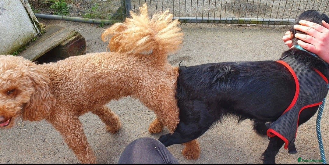 Miniature Poodle dogs for stud: Red Miniature Poodle Stud package Available  in Southampton - Advert 12