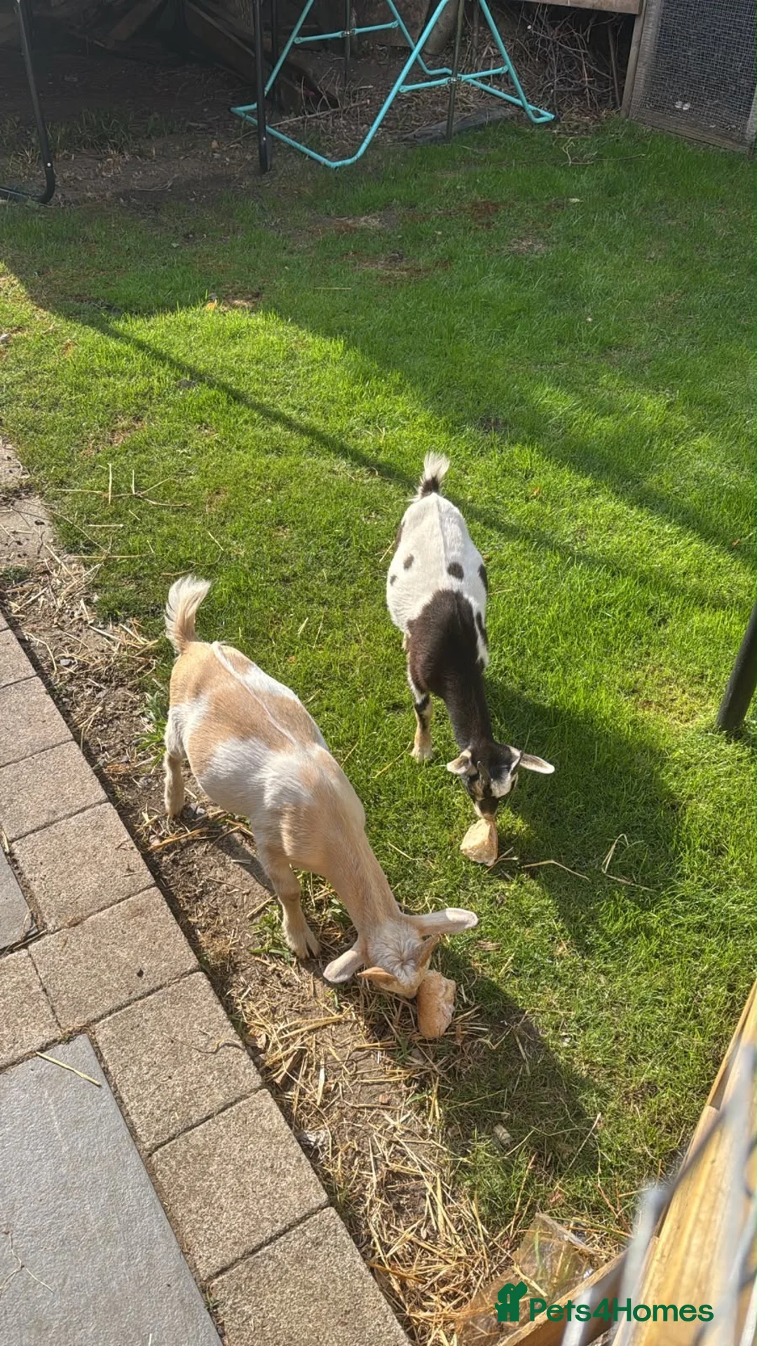 Goats livestock for sale: Goats  in Westcliff-on-Sea - Advert 1