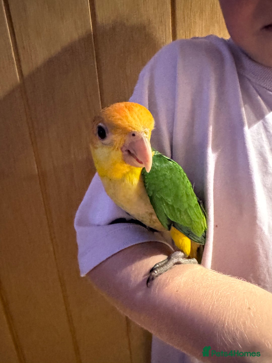 Parrots birds for sale: Yellow thighed caiques - hand reared - Image 5