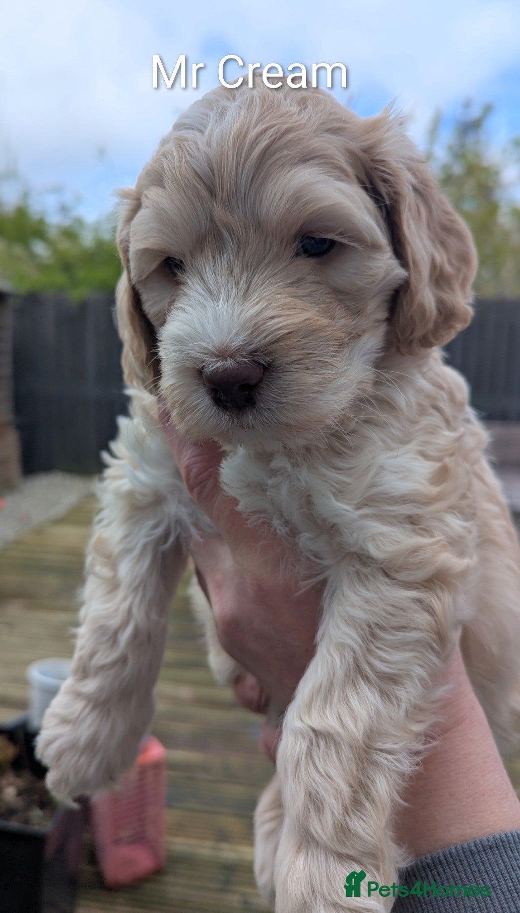 Mixed Breed dogs Australian Labradoodle Puppies  - Advert 1