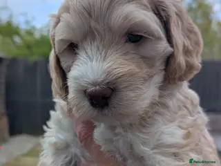 Mixed Breed dogs Australian Labradoodle Puppies - Advert 1