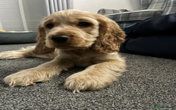 Cocker Spaniel dogs for sale: GOLDEN SHOW COCKER PUPPIES  - Image 30