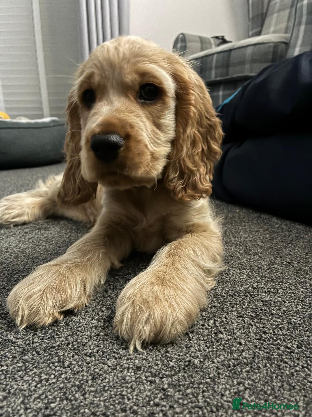 Cocker Spaniel dogs for sale: GOLDEN SHOW COCKER PUPPIES  - Image 30