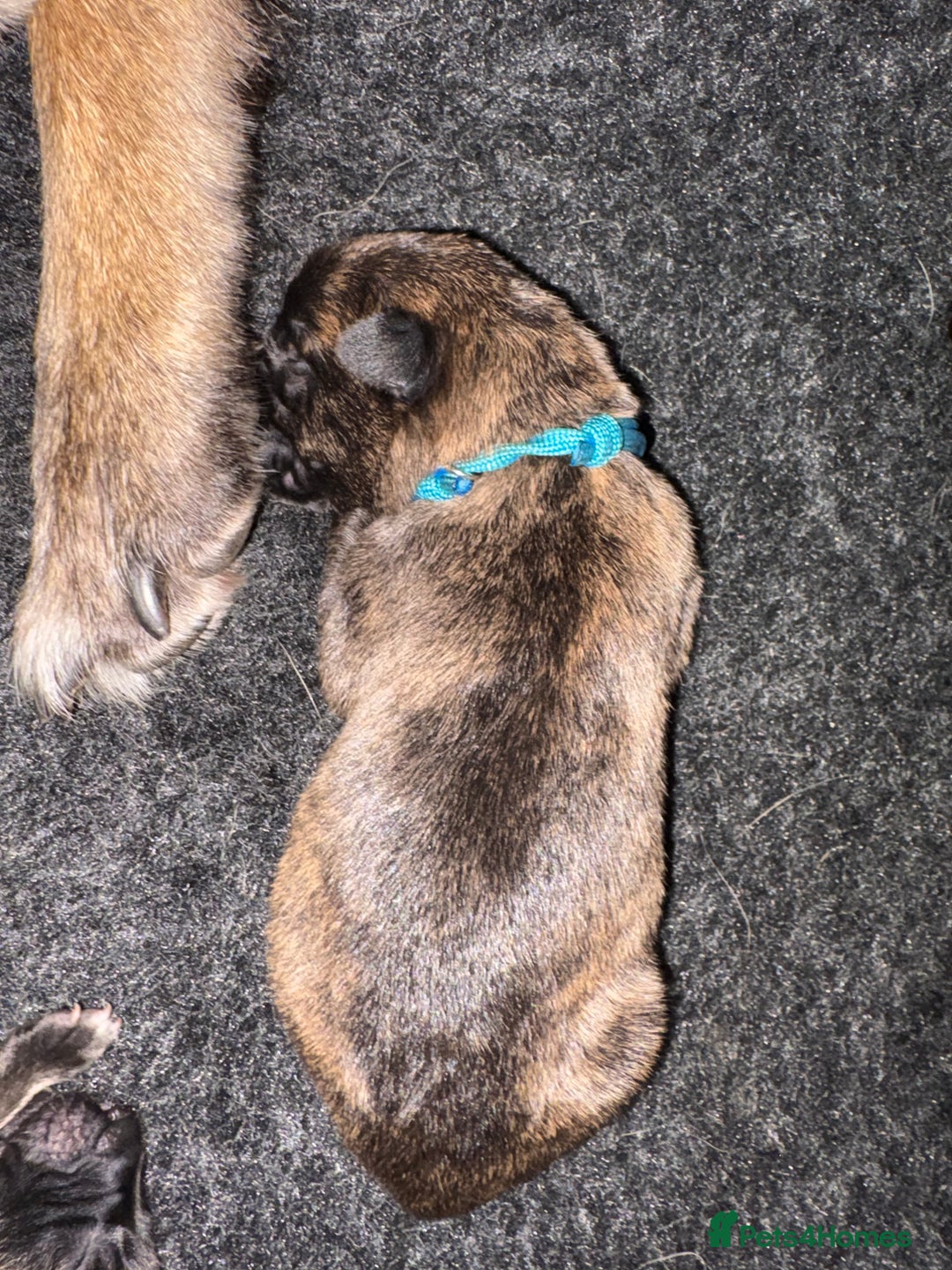 Mixed Breed dogs for sale: Belgium Malinois x Dutch Herder Puppies - Advert 3