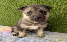 Siberian Husky dogs for sale: Kc Registered Agouti Male Puppy - Image 9