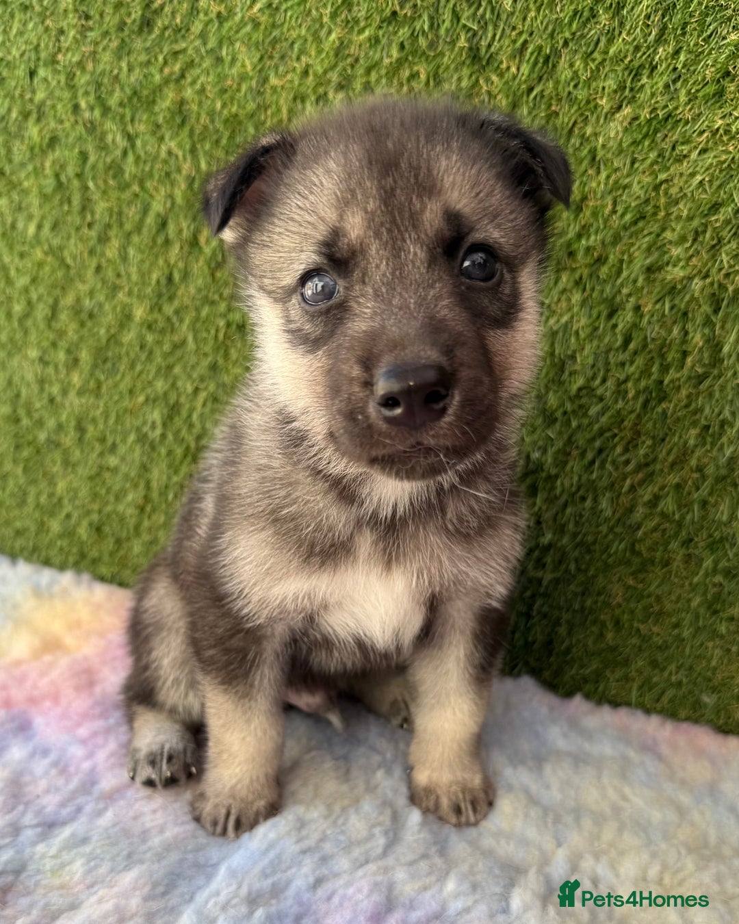 Siberian Husky dogs for sale: Kc Registered Agouti Male Puppy - Image 9