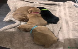 Cockerdor dogs for sale: YorkieCockerDor pups looking for forever homes  - Image 6