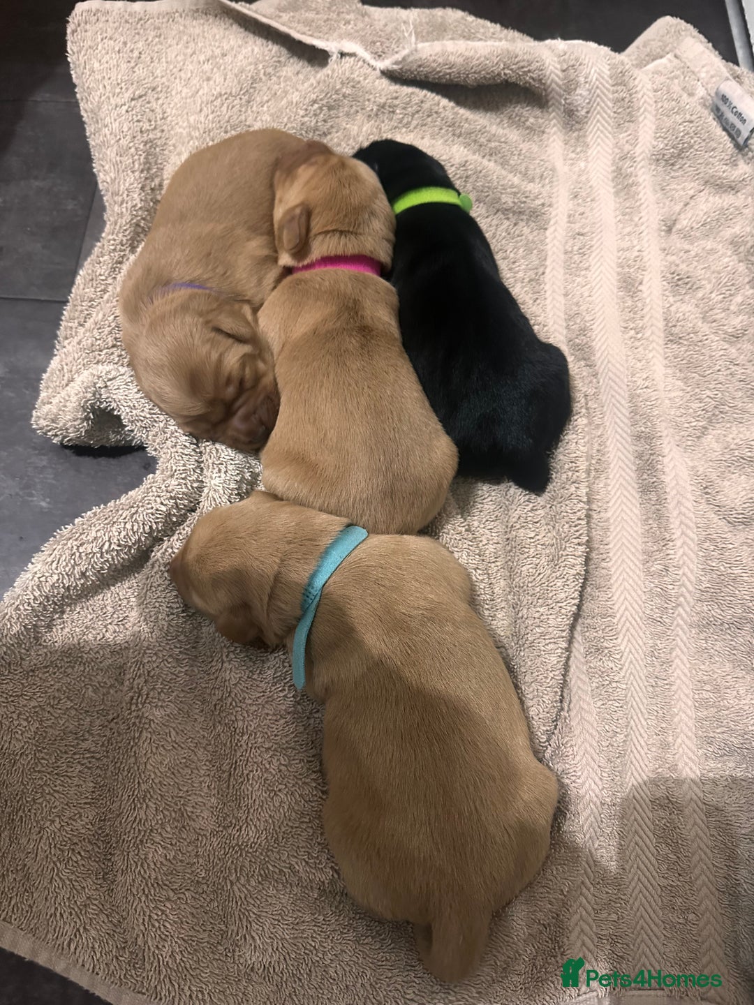 Cockerdor dogs for sale: YorkieCockerDor pups looking for forever homes  - Image 6