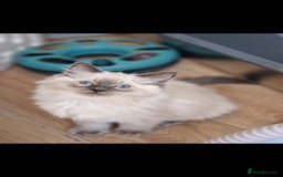 Ragdoll cats for sale: Stunning Bluepoint Pedigree Ragdoll Kittens Ready - Advert 6