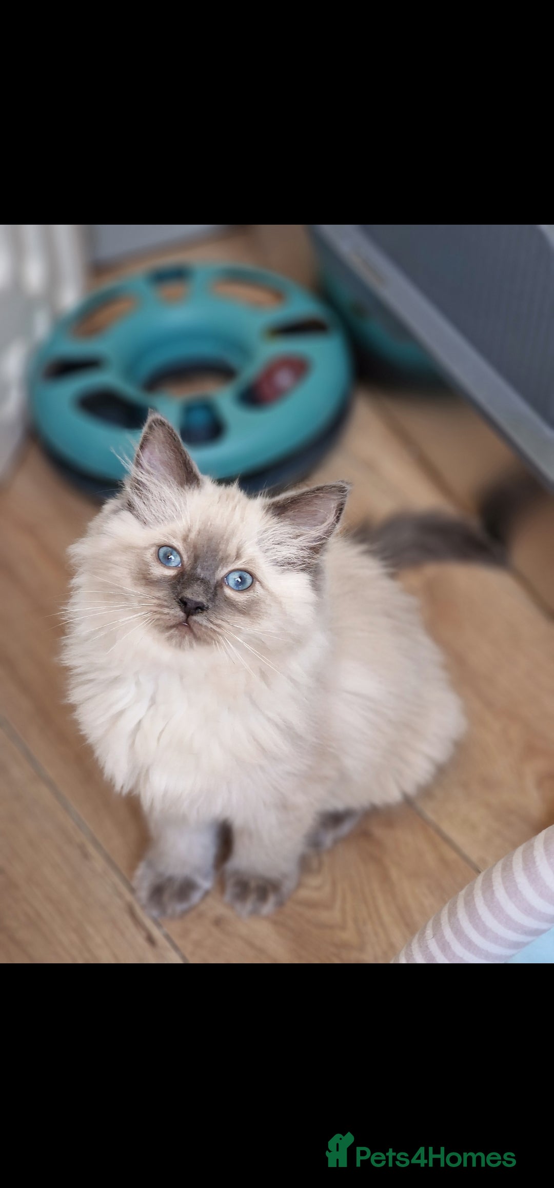 Ragdoll cats for sale: Stunning Bluepoint Pedigree Ragdoll Kittens Ready - Advert 6