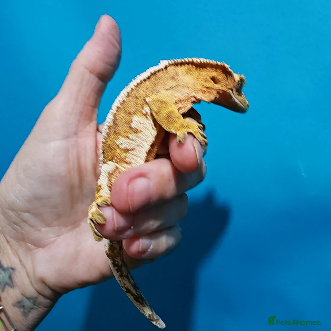 Gecko reptiles for sale: Geckos available with setups in Newton Aycliffe - Advert 2