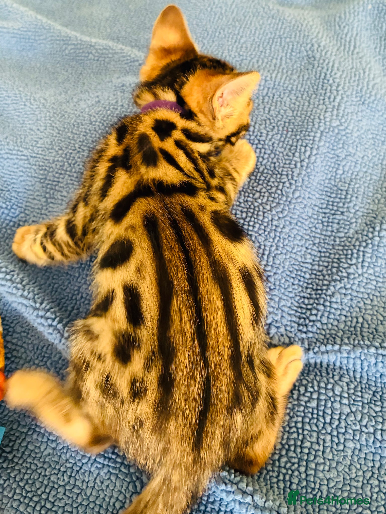 Bengal cats Beautiful Bengal Kittens for sale - Advert 2