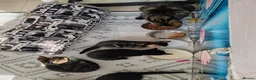 Mixed Breed cats for sale: Beautiful kittens looking for new home - Advert 9