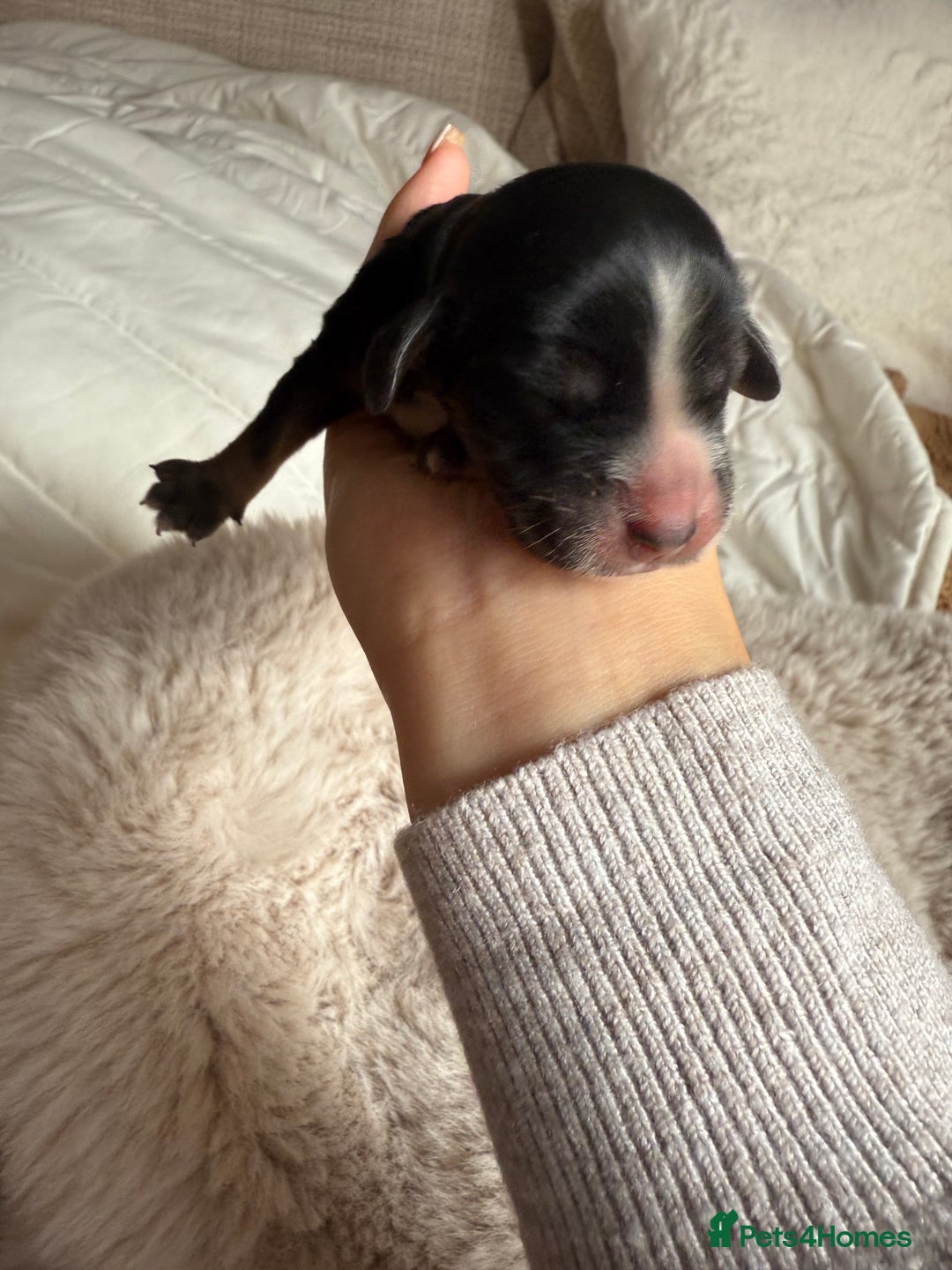 Cockapoo dogs for sale: 8 Gorgeous Cockapoo puppies  - Image 6