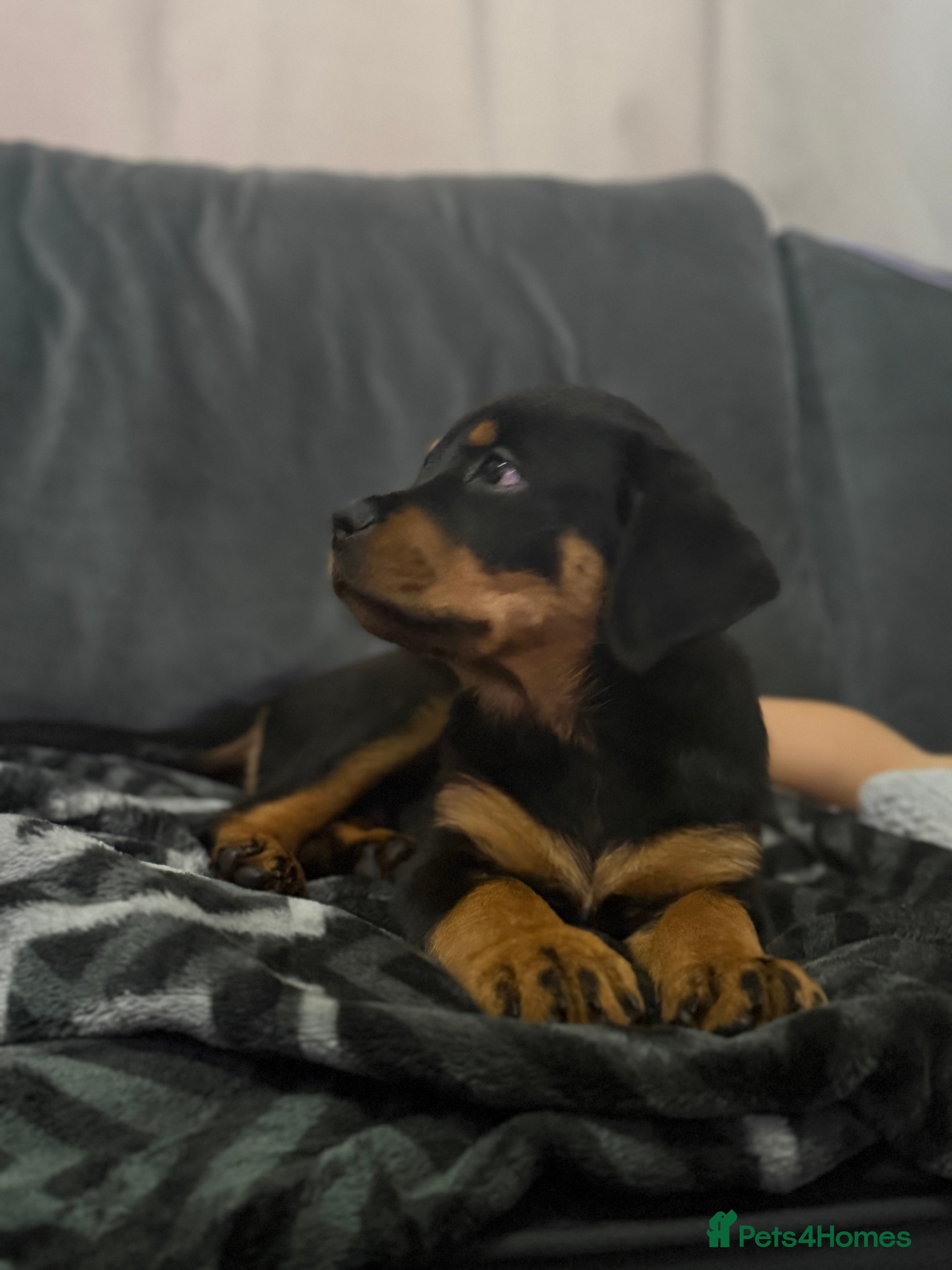 Rottweiler dogs Boy Rottweiler pup - Advert 3