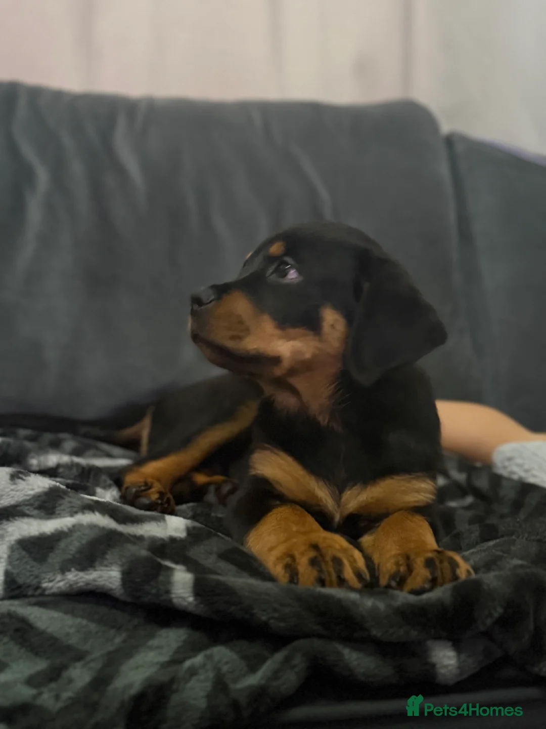 Rottweiler dogs for sale: Boy Rottweiler pup - Advert 1