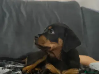 Rottweiler dogs Boy Rottweiler pup - Advert 3