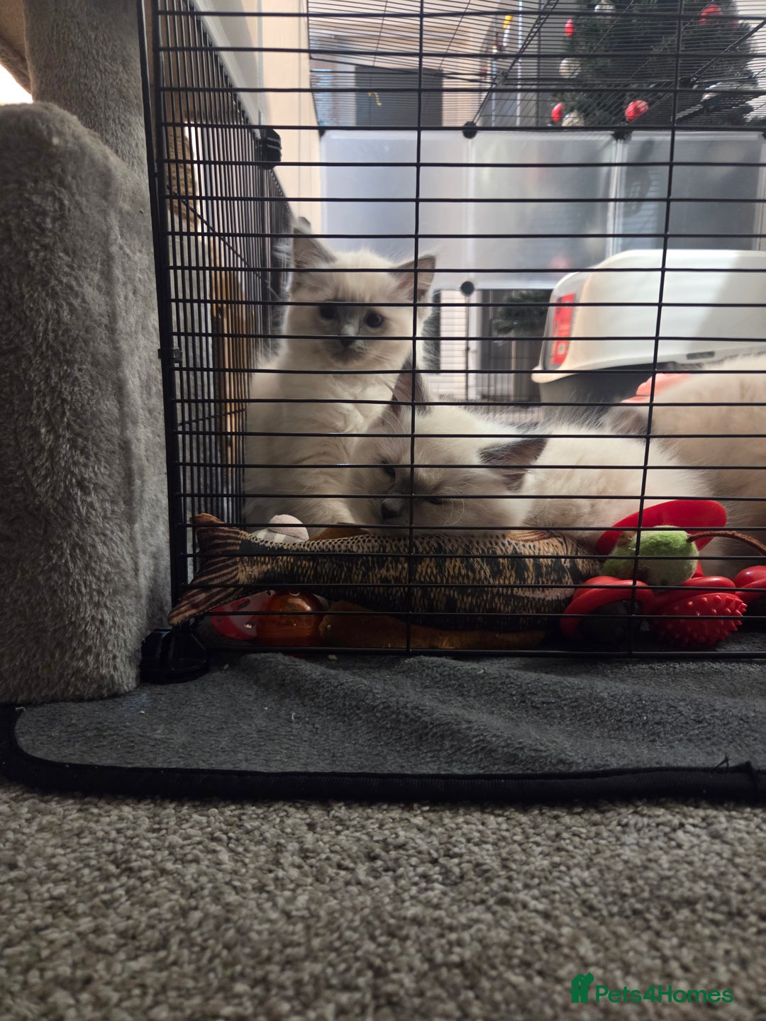 Ragdoll cats for sale: 2 stunning female ragdolls - Advert 1