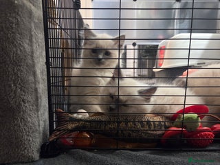 Ragdoll cats 2 stunning female ragdolls - Advert 3