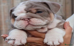 English Bulldog dogs for sale: Outstanding English bulldog puppies - Image 21