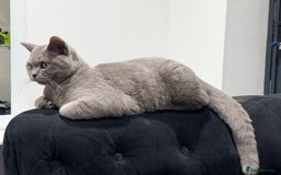 British Shorthair cats for sale: British Short Hair Male Kitten GCCF 5Monts Old  - Image 2