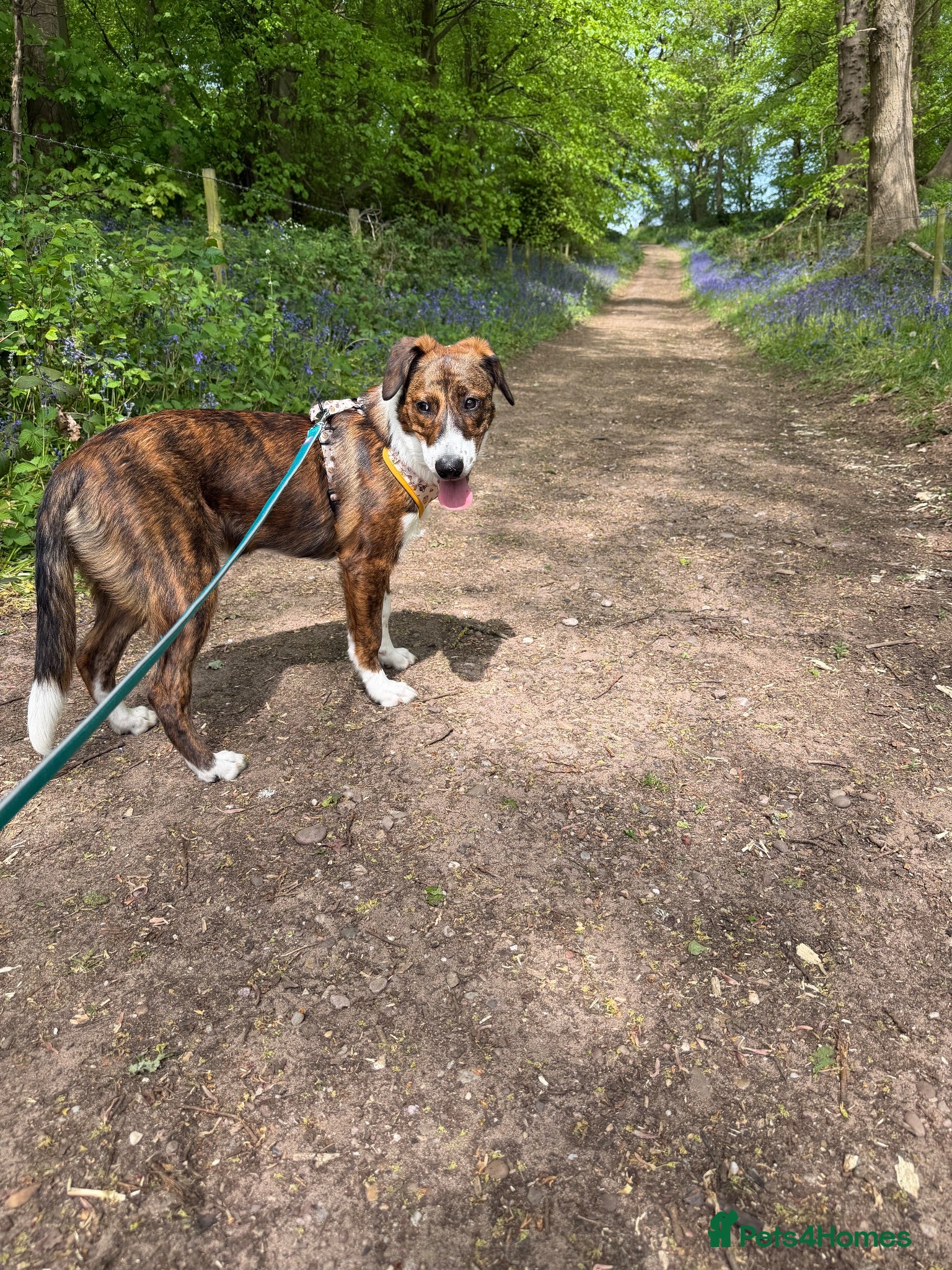 Mixed Breed dogs Greyhound/Collie mix  - Advert 12