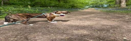 Mixed Breed dogs for sale: Greyhound/Collie mix  in Newport - Advert 1