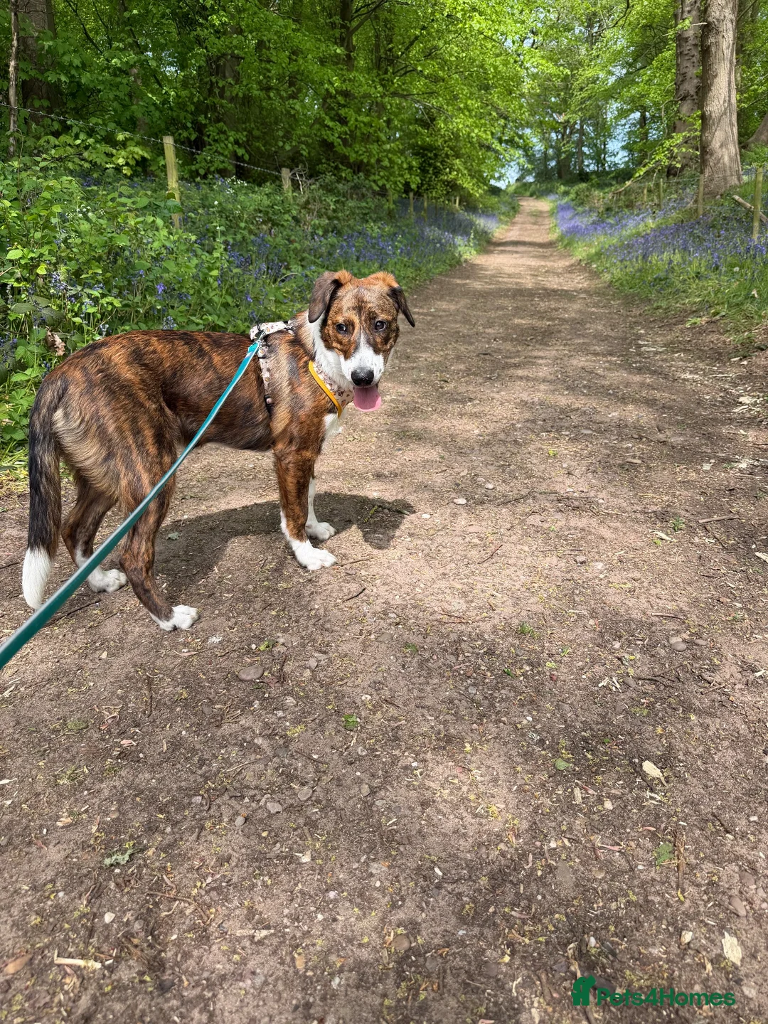 Mixed Breed dogs for sale: Greyhound/Collie mix  in Newport - Advert 1