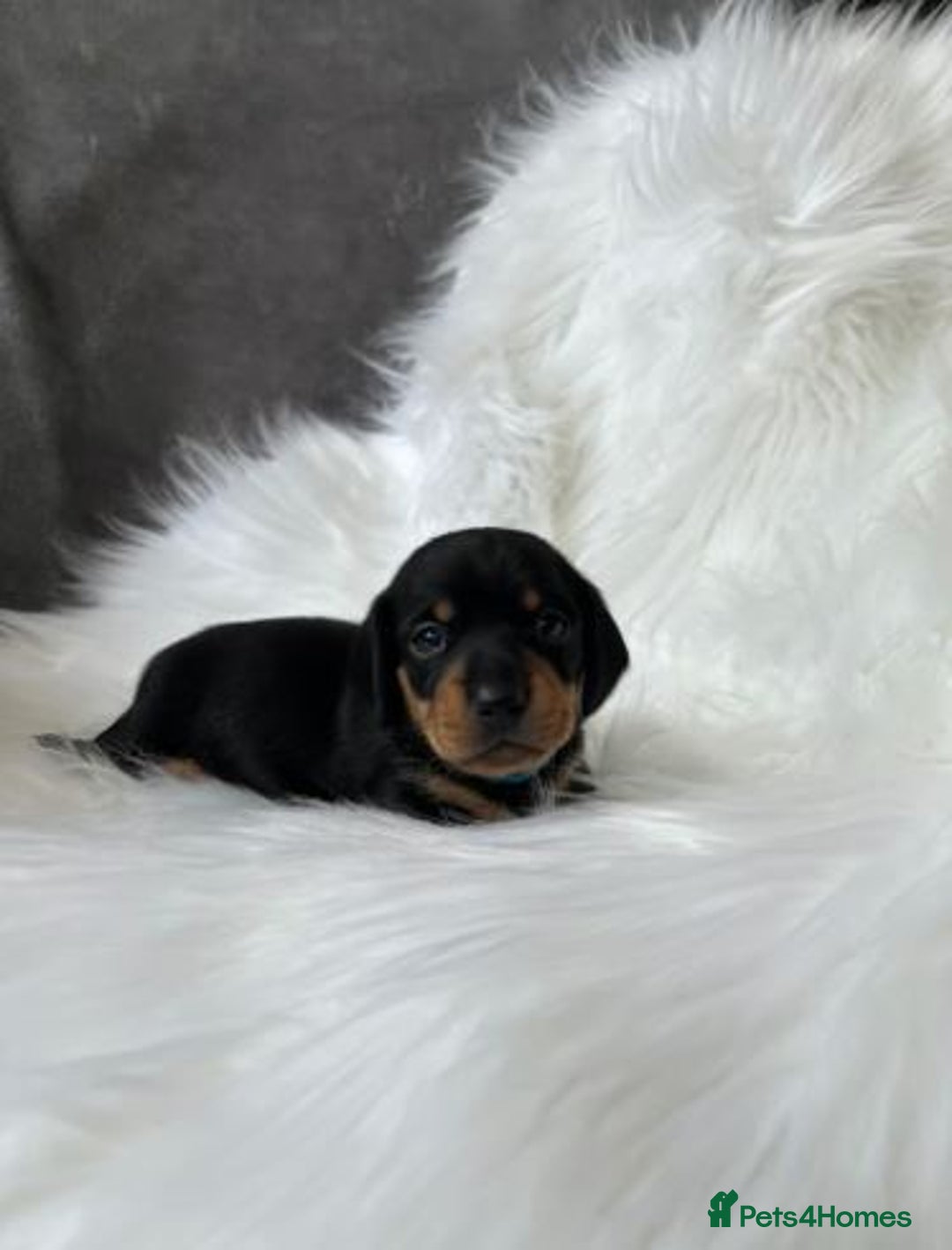 Miniature Dachshund dogs for sale: Miniature  Dachshund Puppies ready for new Home - Image 6