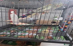Cockatiels birds for sale: Hand feed couple  - Image 11