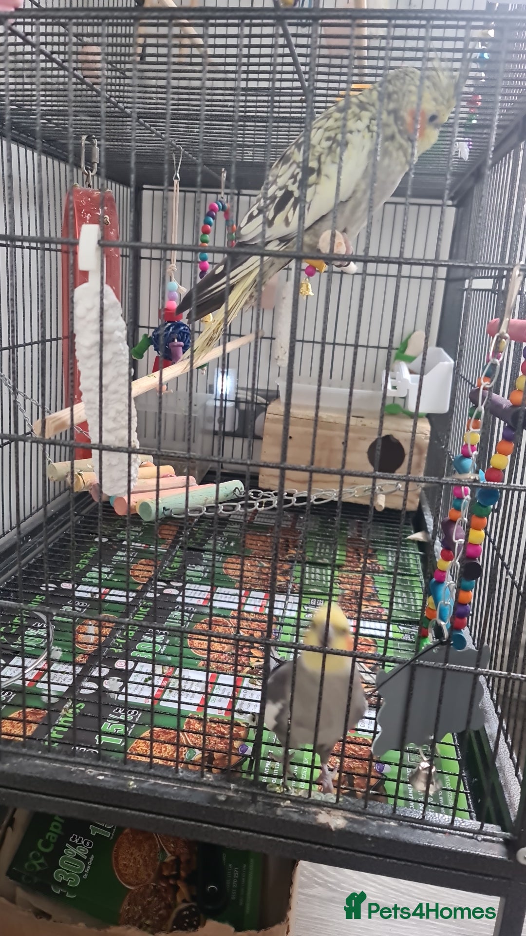 Cockatiels birds for sale: Hand feed couple  - Image 11