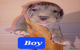 Mixed Breed dogs for sale: Taylors Minidane (Bulldane) Pups Available  - Image 13