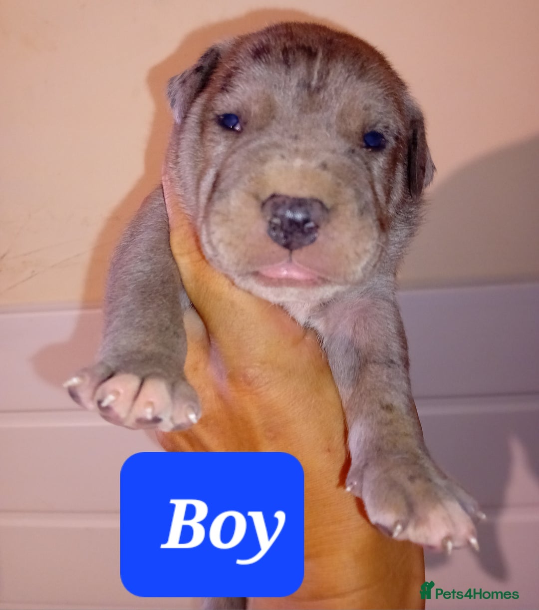 Mixed Breed dogs for sale: Taylors Minidane (Bulldane) Pups Available  - Image 13