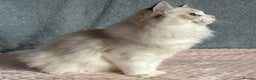 Ragdoll cats for sale: Playful Pedigree Ragdoll Kittens Available - Advert 8