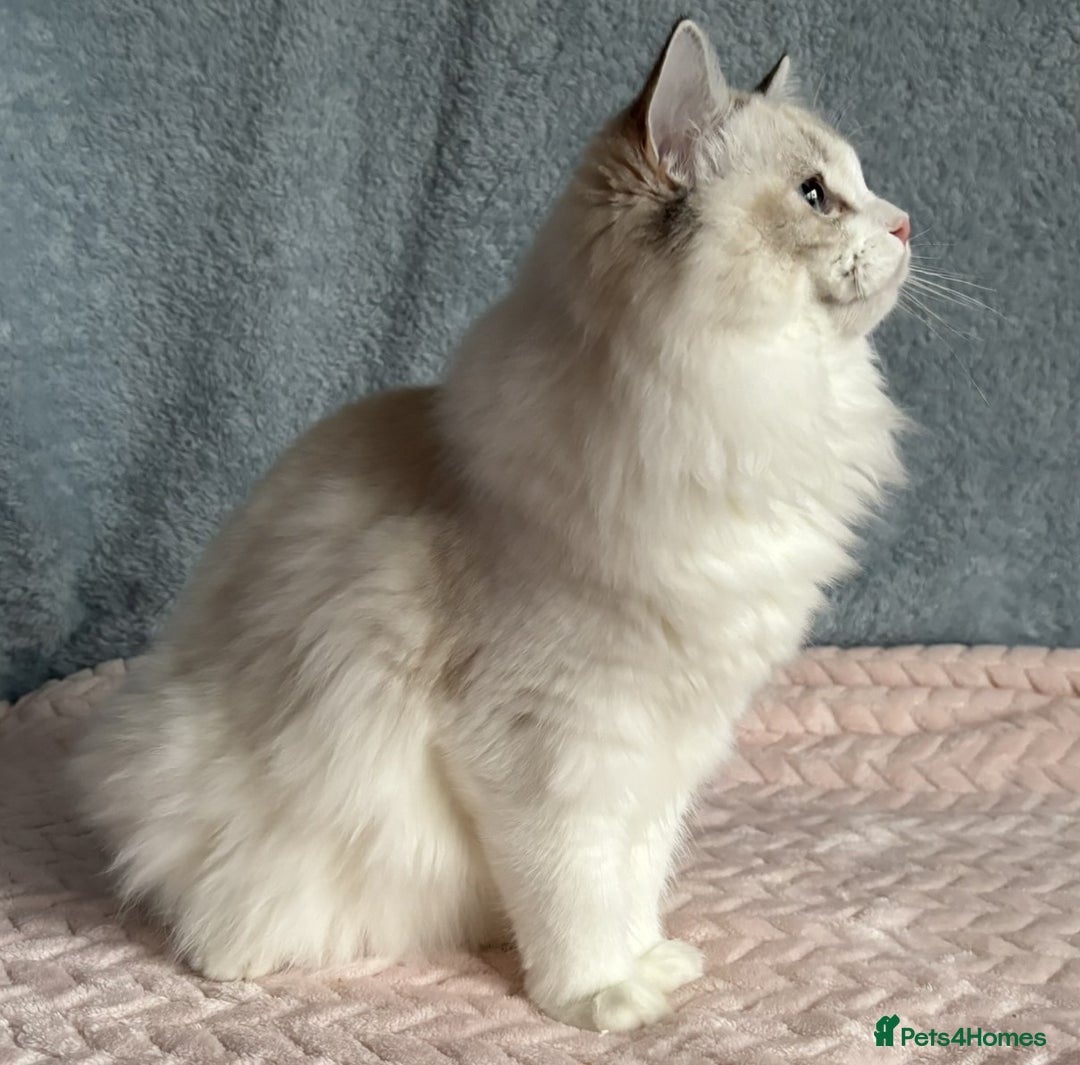 Ragdoll cats for sale: Playful Pedigree Ragdoll Kittens Available - Advert 8