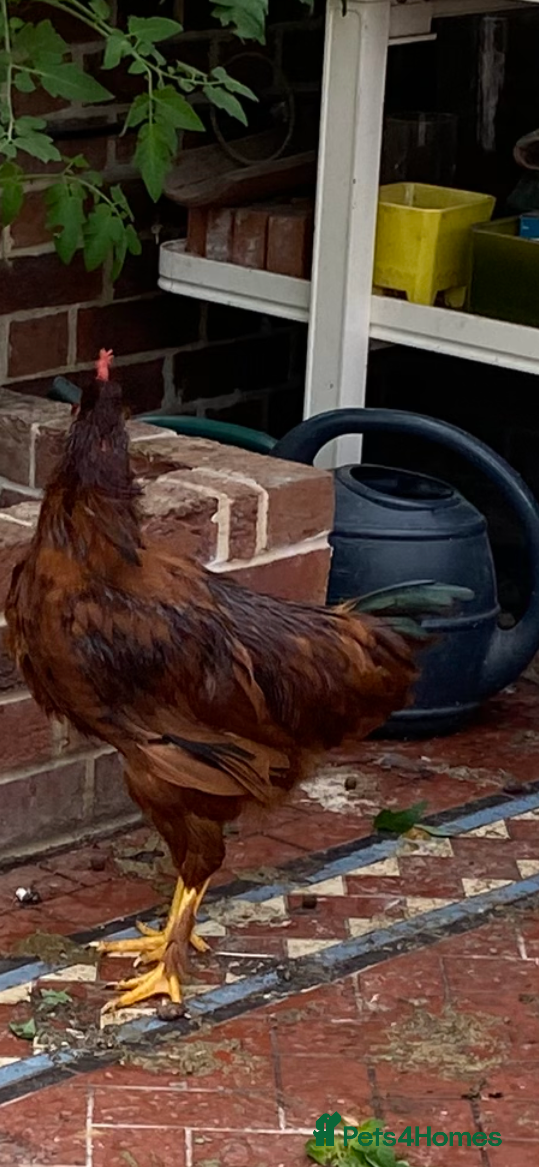 Chickens poultry for sale: Rhode Island Red young Roo - Image 1