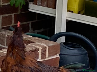 Chickens poultry - Advert 7