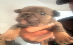 French Bulldog dogs for sale: Beautiful British x French bulldog Puppies - Image 21